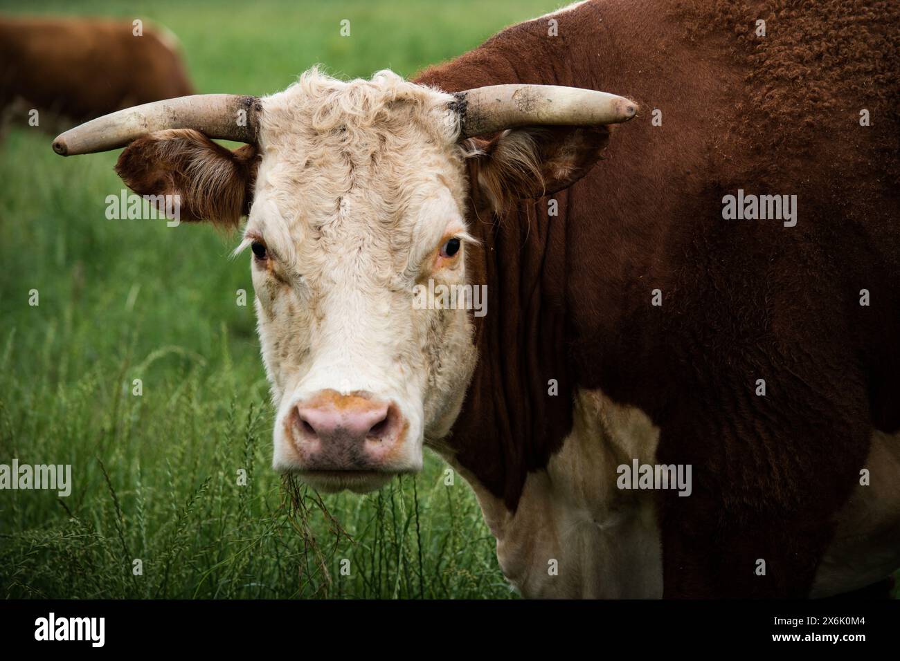 Pâturage de la vache dans un pâturage Banque D'Images