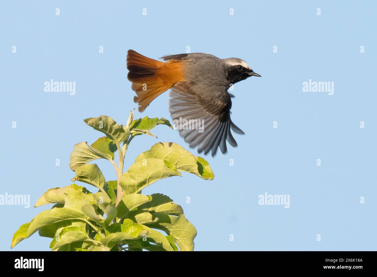 Un rouge (Phoenicurus phoenicurus), mâle, avec des ailes déployées volant au-dessus du sommet d'un arbre vert contre un ciel bleu clair, Hesse, Allemagne Banque D'Images