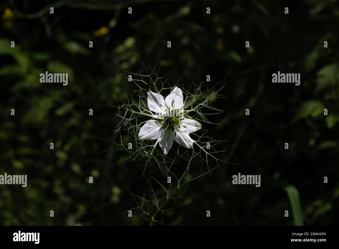 Blanc Nigella damascene , amour-dans-une brume , Diable dans la brousse , Ranunculaceae Banque D'Images