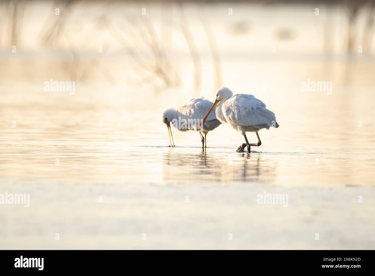 Gros plan d'une cupule commune, Platalea leucorodia, fourrager dans l'eau Banque D'Images