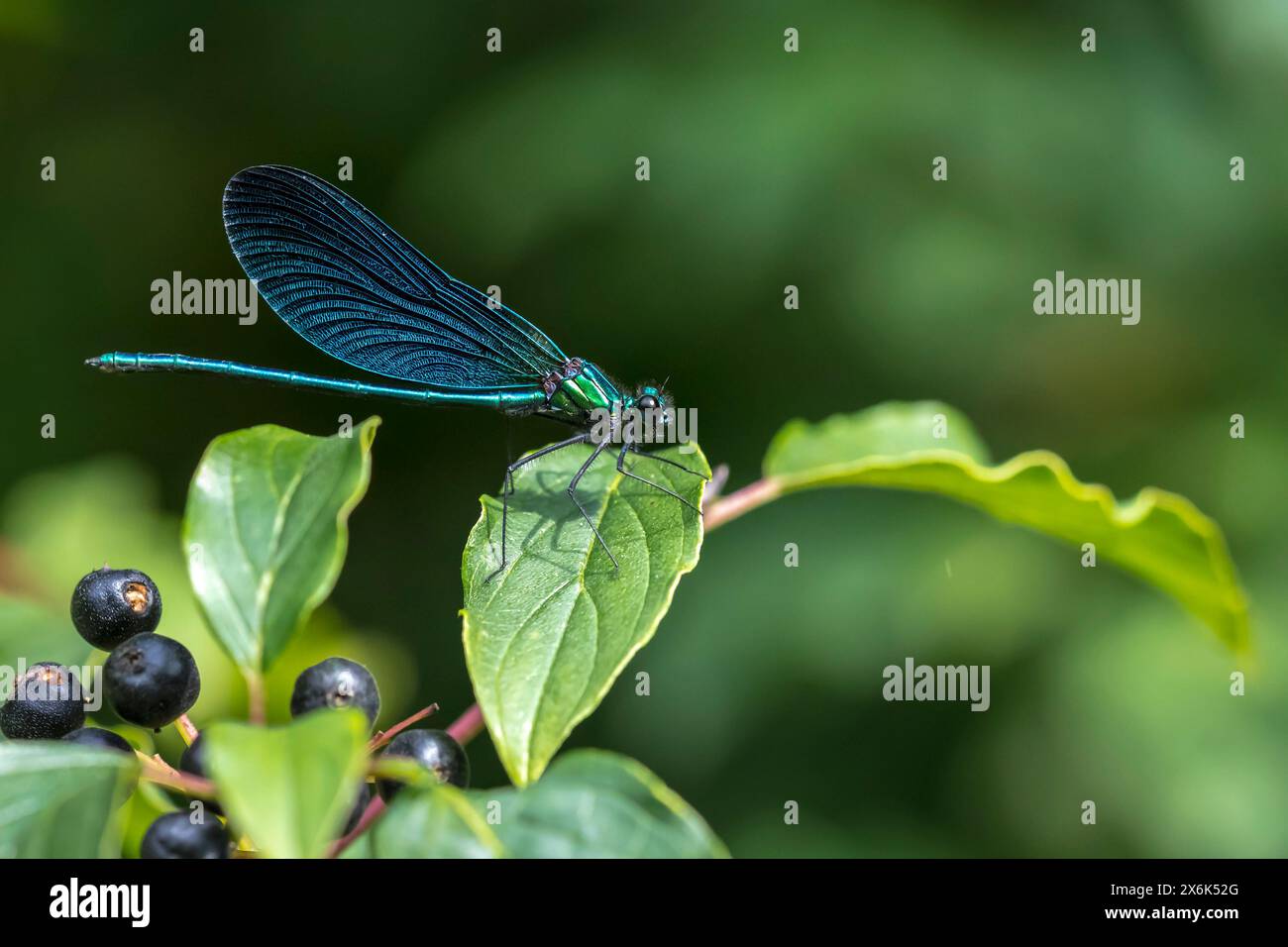 Gros plan d'une belle demoiselle, Calopteryx vierge, libellule reposant sur la végétation Banque D'Images
