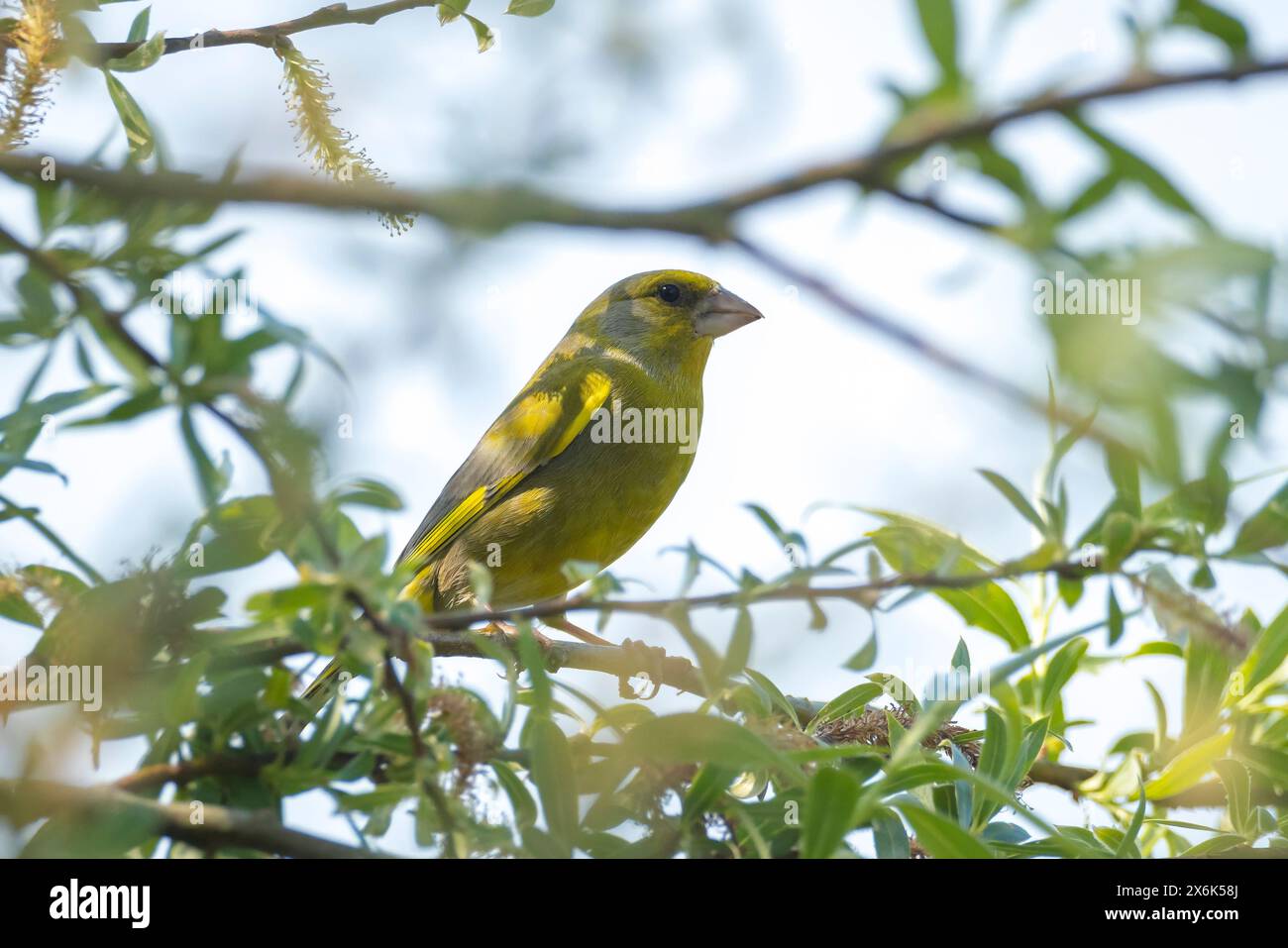 Chloris chloris greenfinch coloré le chant des oiseaux au printemps Banque D'Images