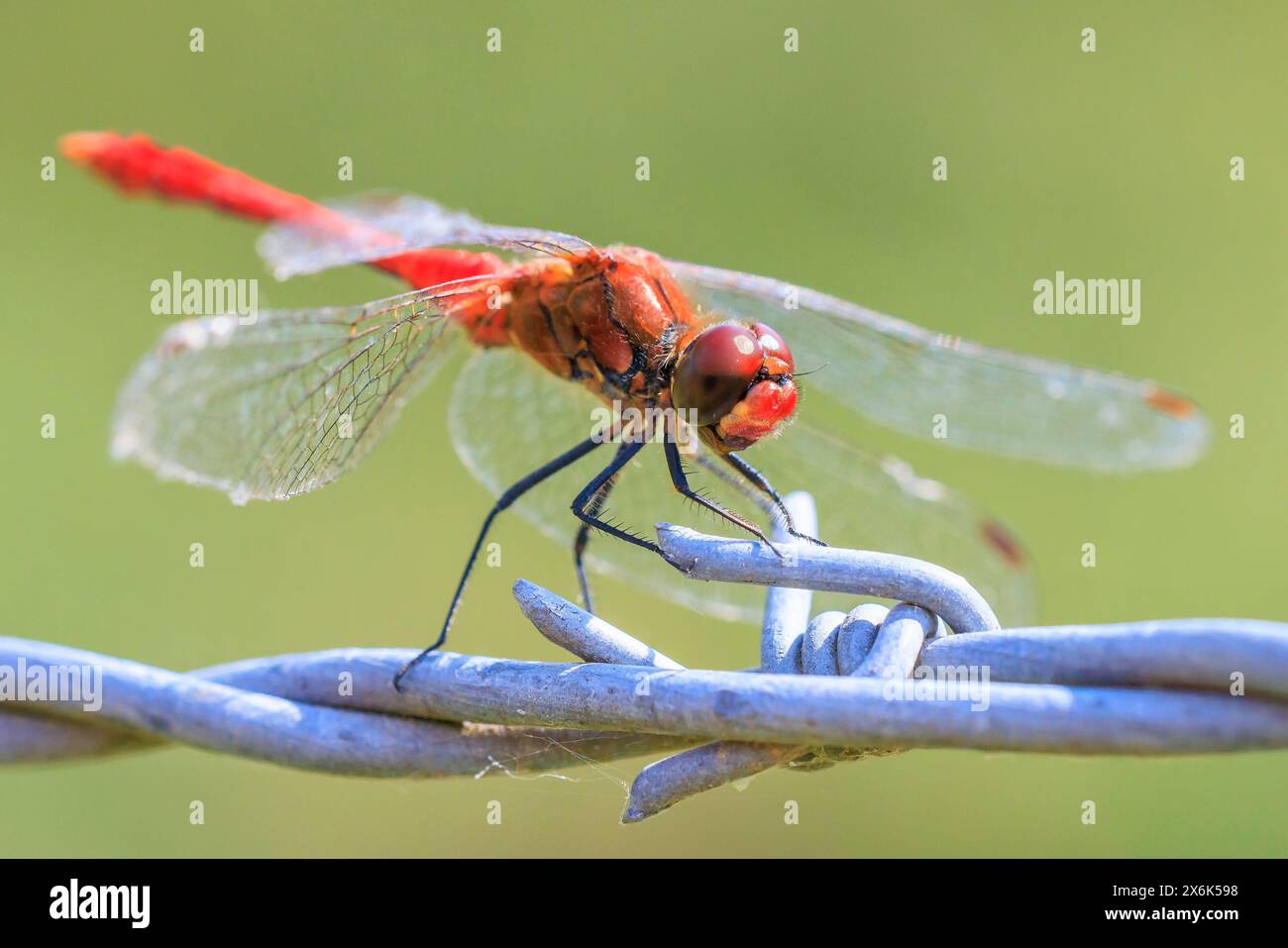 Sympetrum sanguineum mâle dard roux avec corps de couleur rouge reposant à la lumière du soleil dans une prairie. Banque D'Images