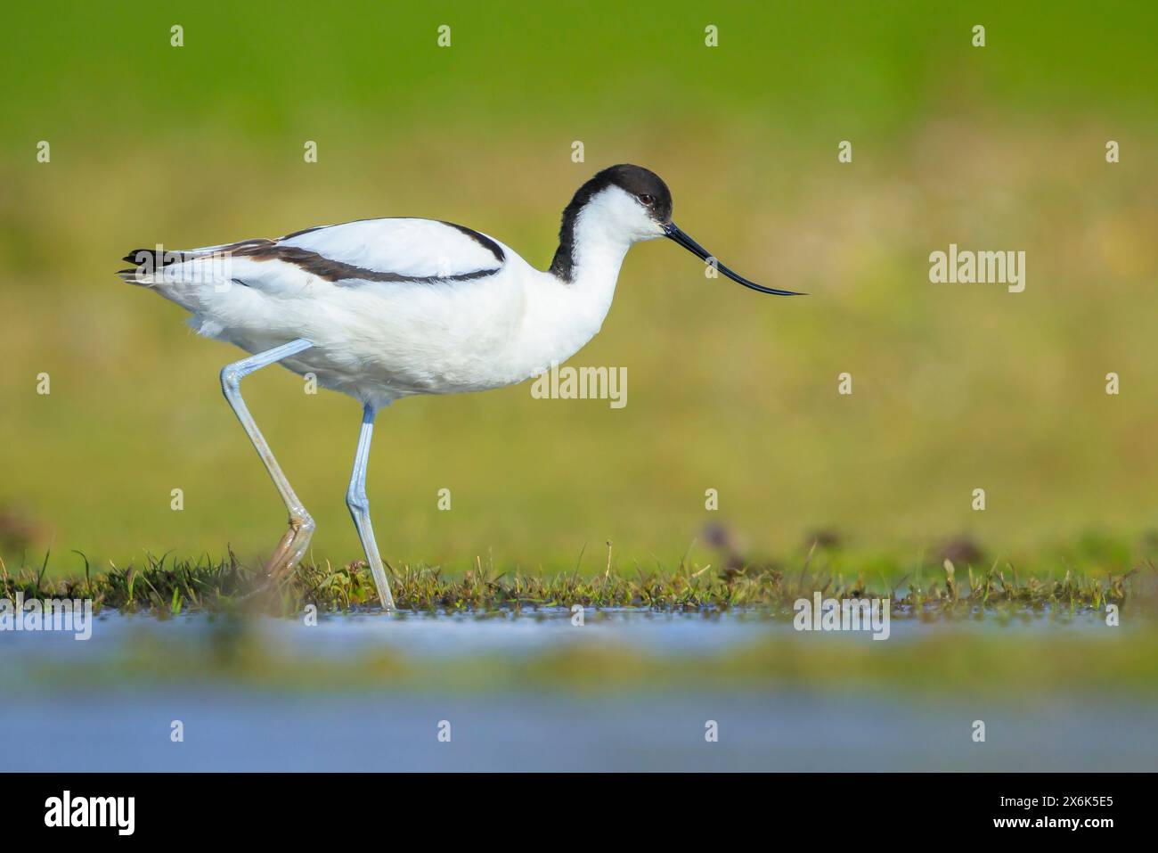 Gros plan d'un pied Avocet, Recurvirostra avosetta, fourragé dans l'eau bleue Banque D'Images