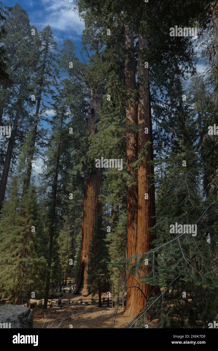 Arbres séquoias imposants le long de la piste Sherman dans le parc national de Sequoia, Californie, États-Unis, en été Banque D'Images