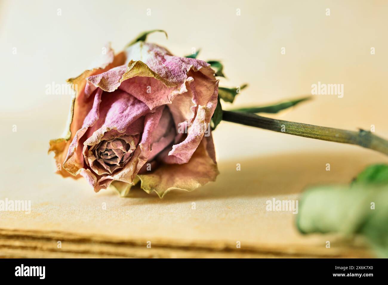 Fleur séchée rose sur vieux livre, souvenirs et activité romantique Banque D'Images