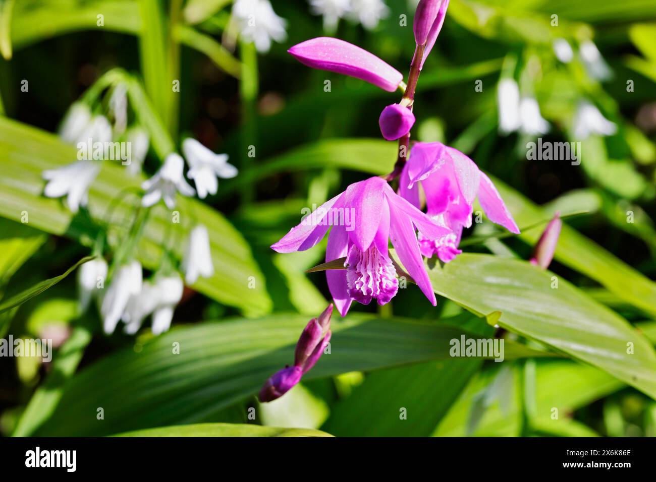 Bletilla nom commun orchidée urne avec fleur violette. plante à floraison printanière Banque D'Images