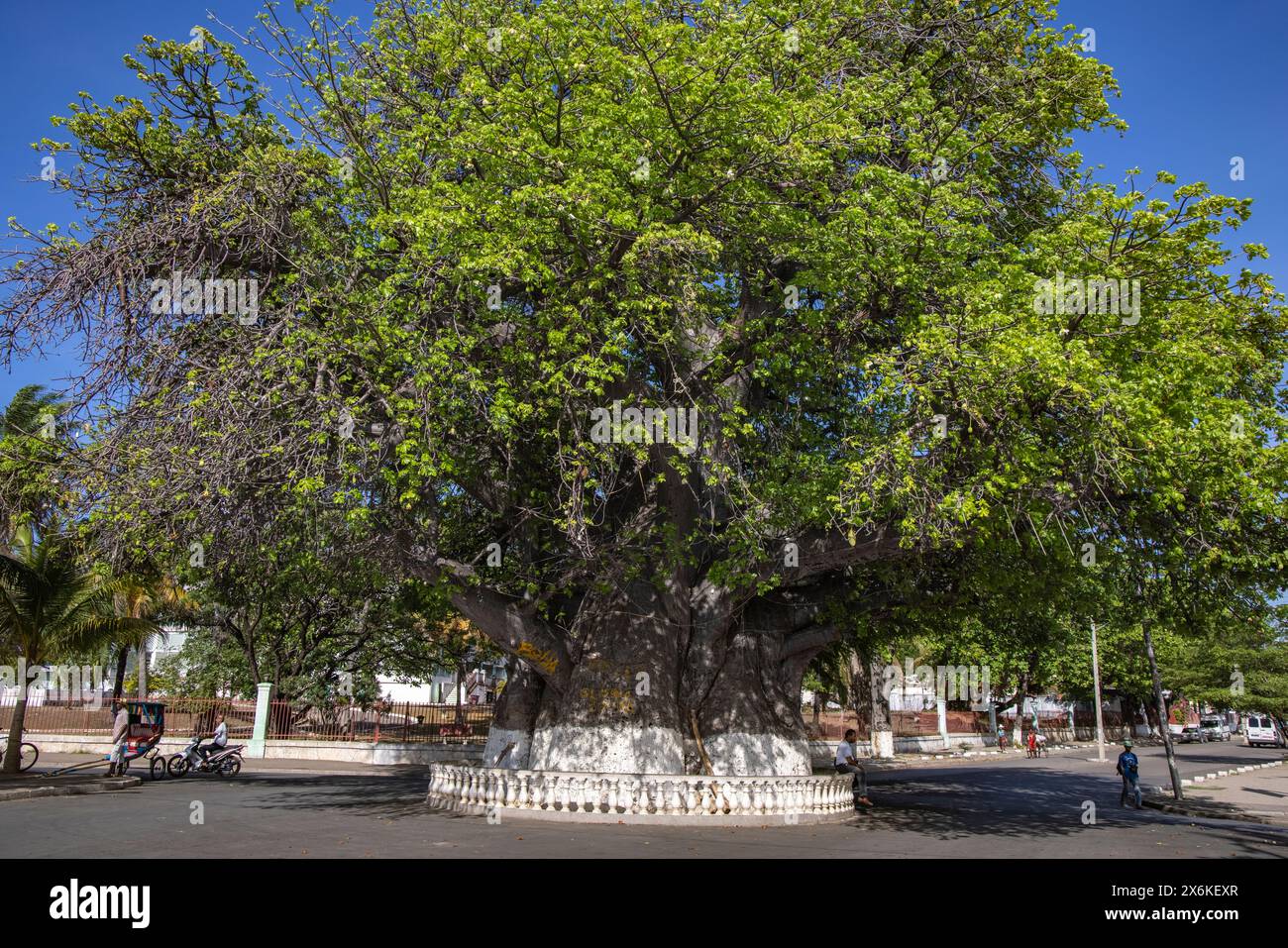 Baobab africain géant (Adansonia digitata), le plus grand spécimen de Madagascar, avec une circonférence de 21 mètres, Mahajanga, Boeny, Madagascar, I Banque D'Images