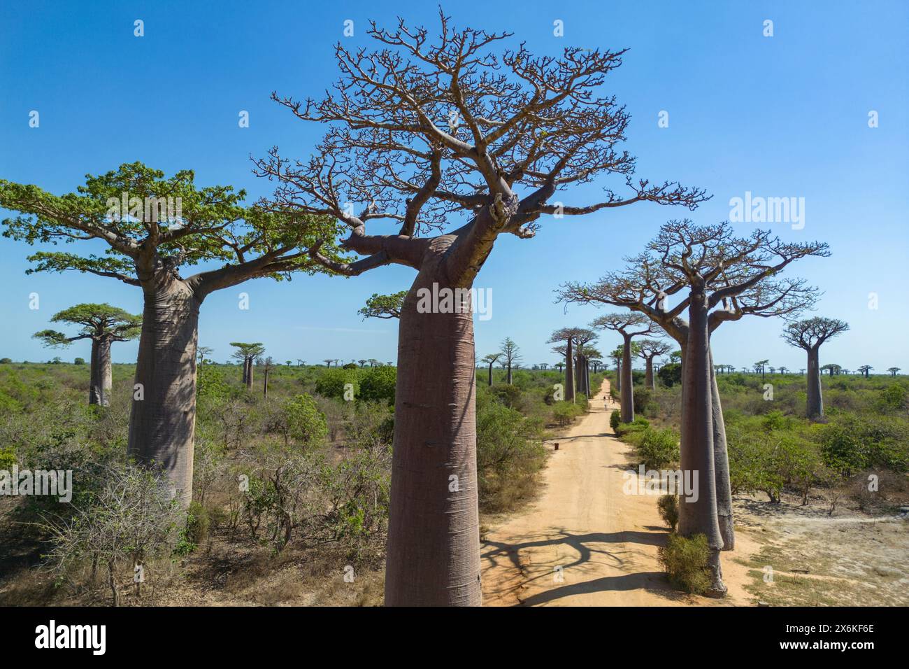 Vue aérienne de l'avenue des Baobabs, un groupe important de baobabs Grandidier (Adansonia grandidieri) bordant le chemin de terre numéro 8 entre Moron Banque D'Images