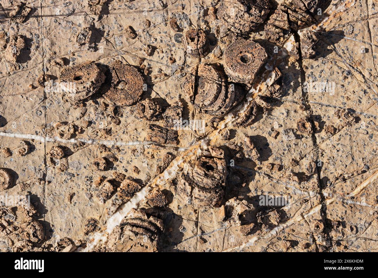 fossiles de tiges crinoïdes dans la roche calcaire Banque D'Images