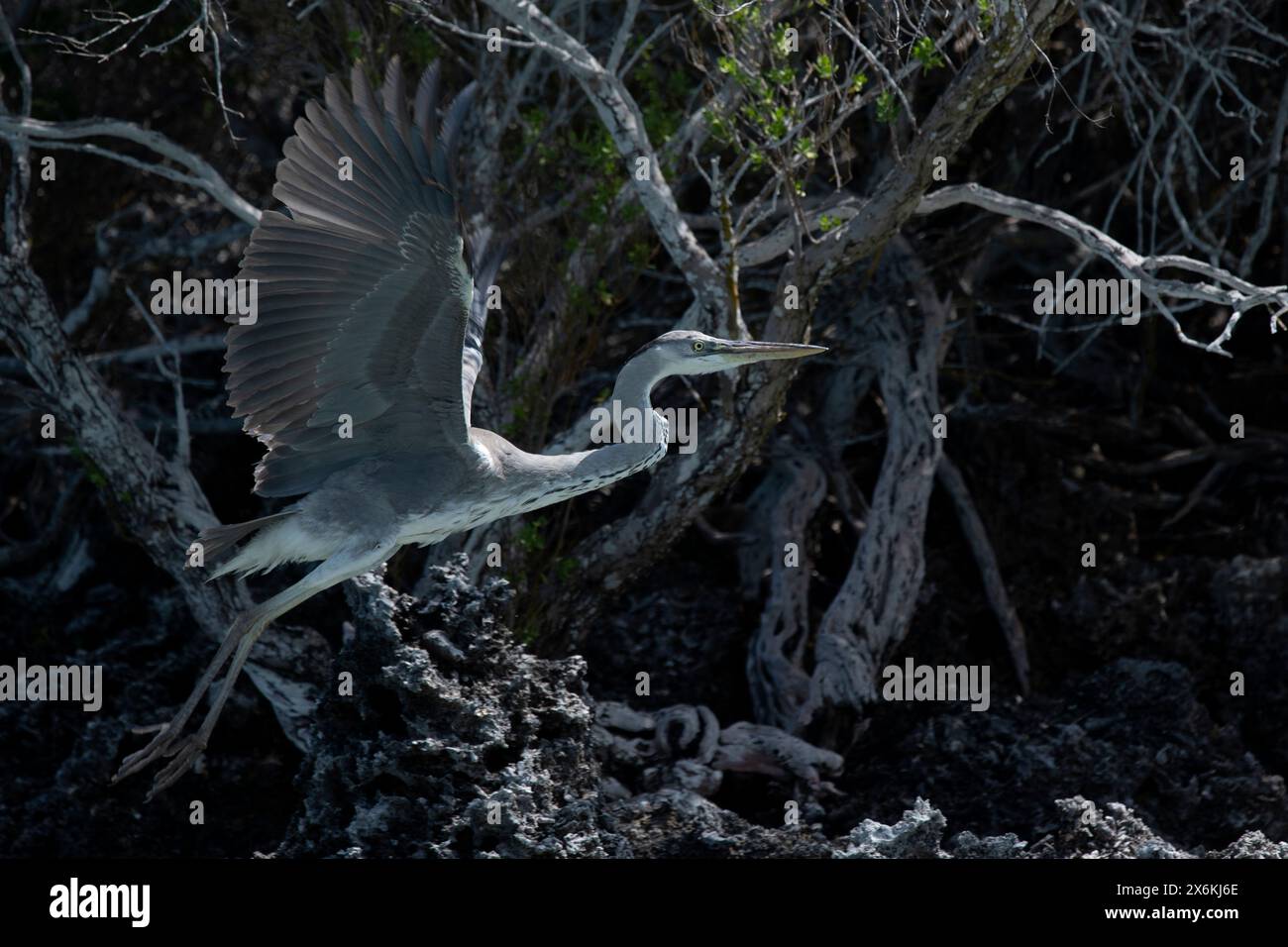 Décollage du héron gris, Atoll d'Aldabra, Seychelles extérieures, Seychelles, Océan Indien Banque D'Images