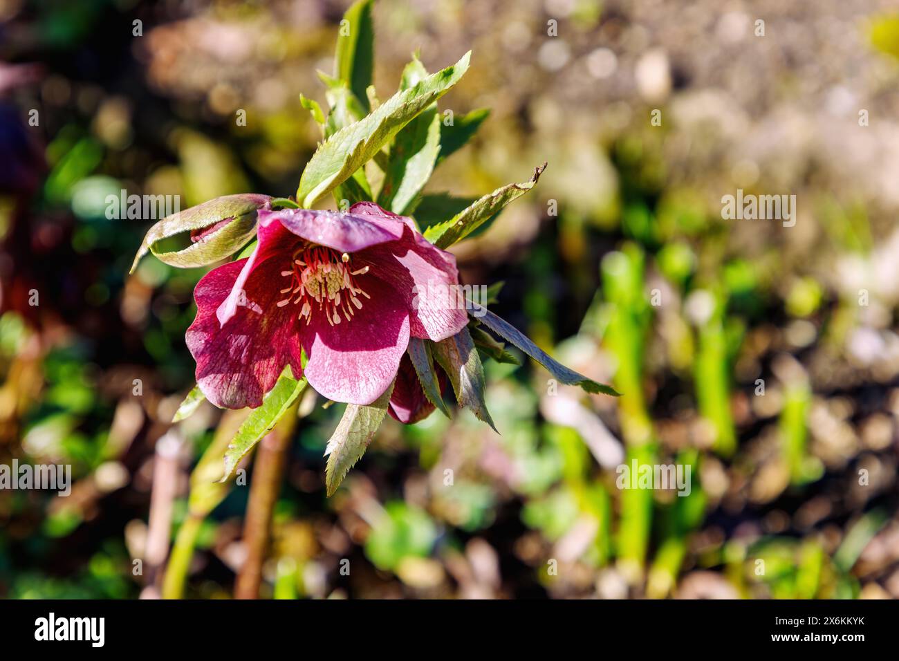 Roses de Noël orientales Rose Lady (Oriental hellebore, Helleborus orientalis) Banque D'Images