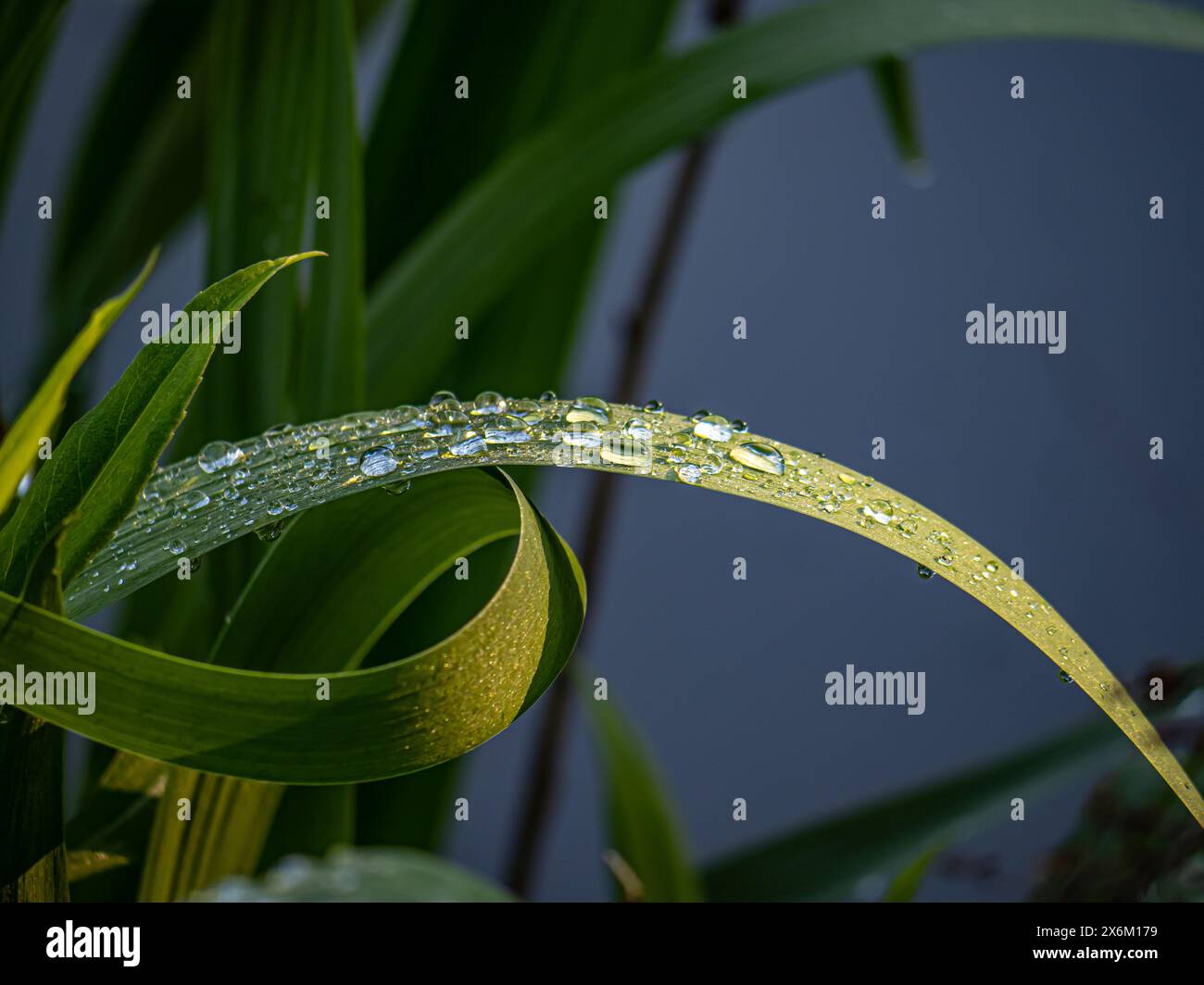 Gouttes d'eau sur les lveaves sur la rive du lac au début de l'été Banque D'Images