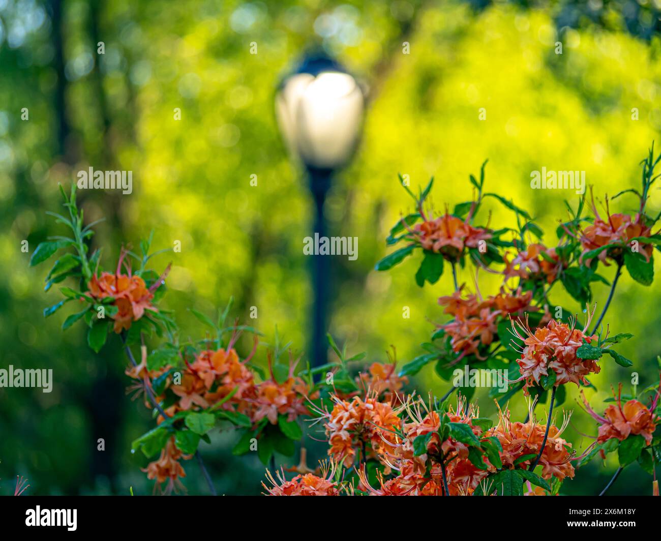 Printemps dans Central Park, New York City, poinciana, fleur de paon, Banque D'Images