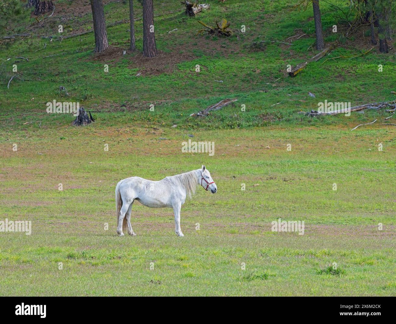 Un cheval blanc se dresse dans un champ herbeux tout en pâturant dans le nord de l'Idaho. Banque D'Images