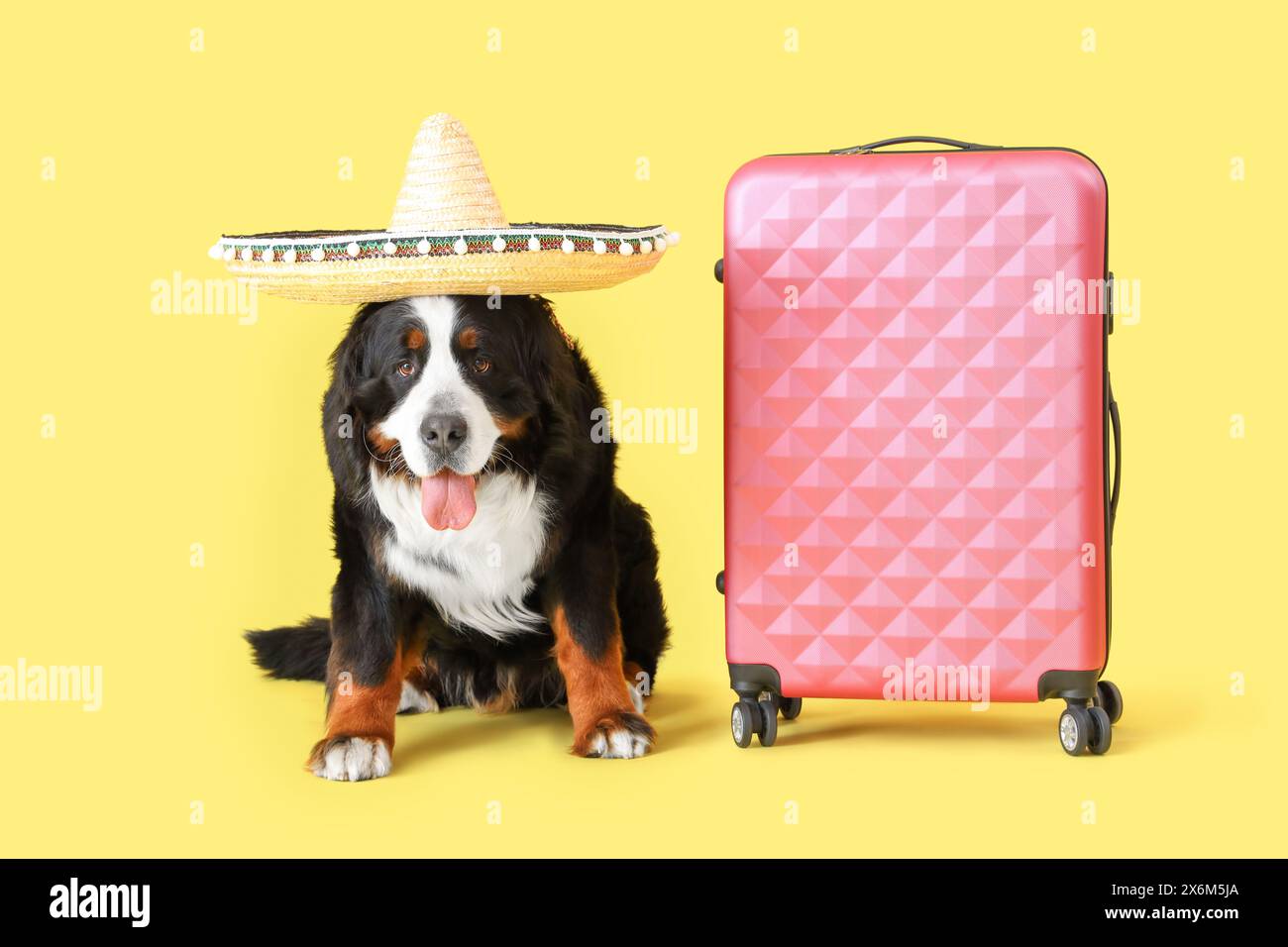 Chien de montagne bernois mignon en chapeau sombrero avec valise sur fond jaune Banque D'Images