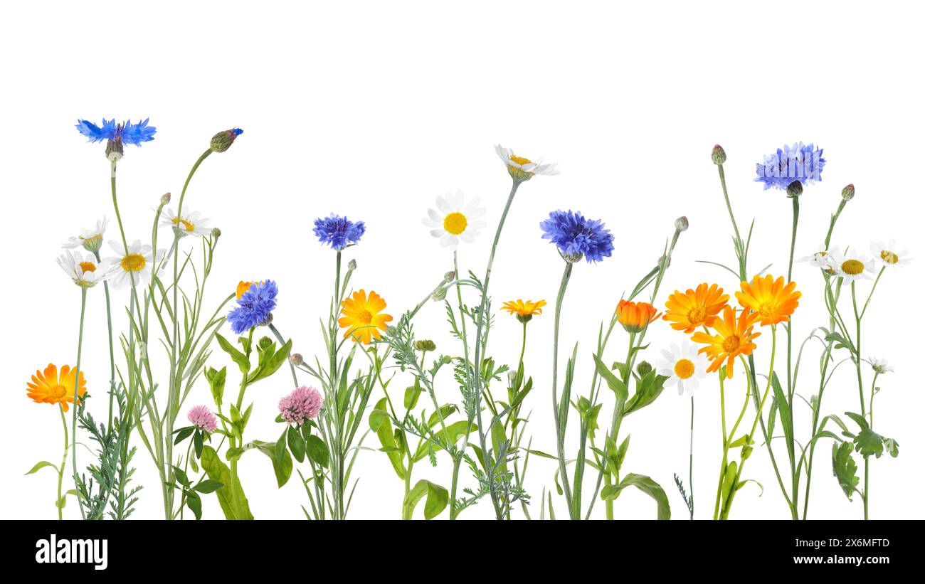 Fleurs de prairie colorées sur fond blanc, conception de bannière Banque D'Images