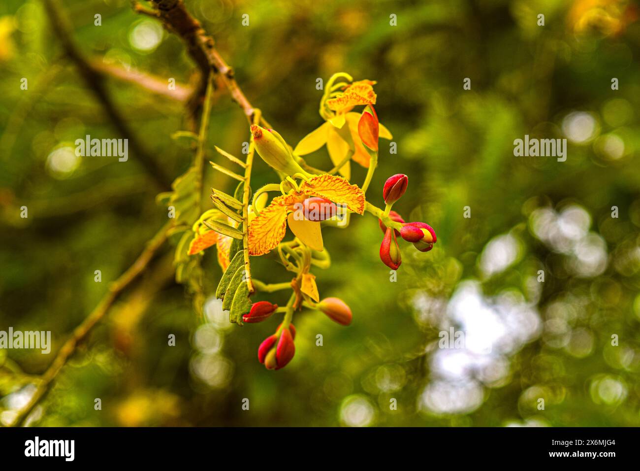 Fleur de tamarin dans le parc du temple au temple Darasuram Airavatheswar, Tamil Nadu, Inde Banque D'Images