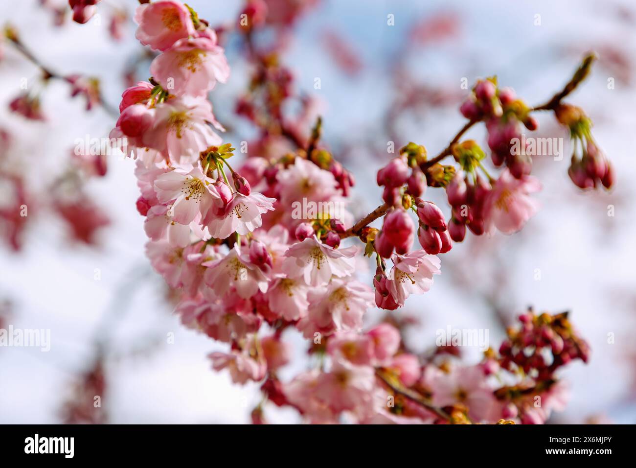 Cerise de montagne japonaise en fleurs (Prunus sargentii x subhirtella &#39;accolade&#39;, cerise ornementale primitive, cerise de printemps) Banque D'Images