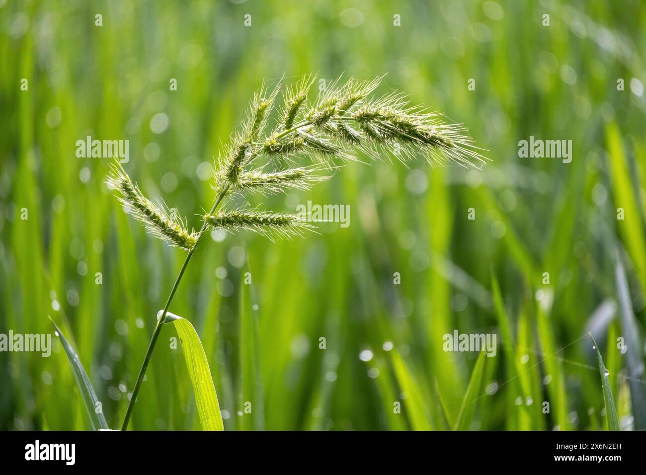 Graines de riz nouvellement cultivées dans la rizière avec des feuilles d'un plant de riz. Gros plan de jeune plant de riz paddy et épi de riz. Banque D'Images