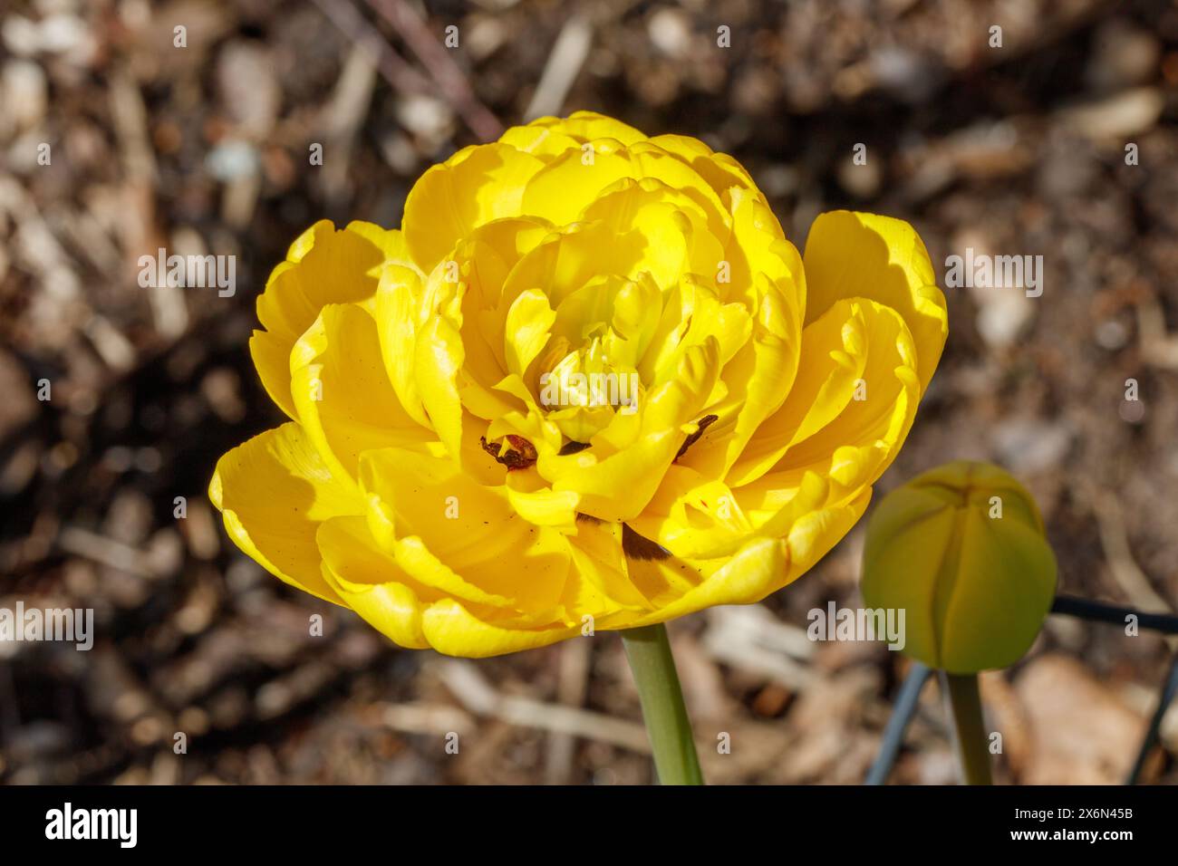 Tulipe de jardin 'Pomponette jaune', Trägårdstulpan (Tulipa gesneriana) Banque D'Images