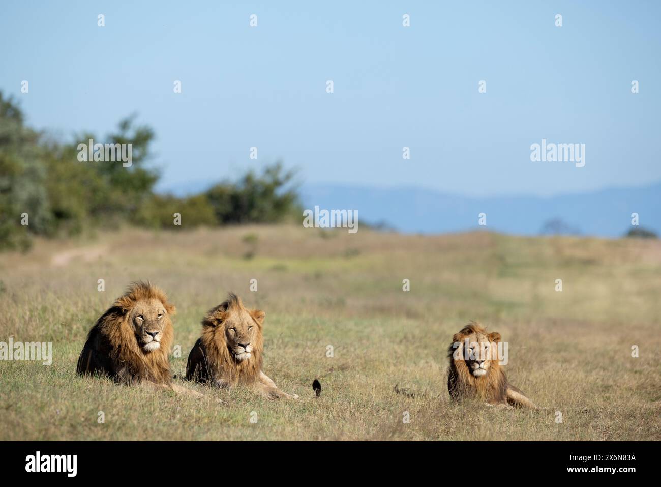 Vue panoramique d'une fierté de trois lions mâles adultes (Panthera leo) couchés dans un espace ouvert Banque D'Images