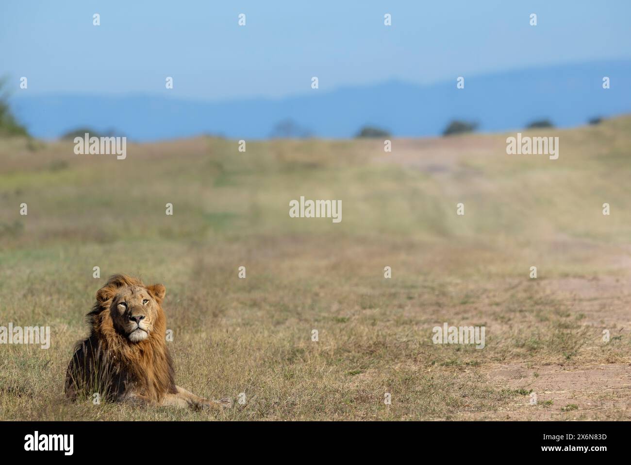 Vue panoramique d'un lion mâle adulte seul (Panthera leo) couché dans une zone ouverte Banque D'Images