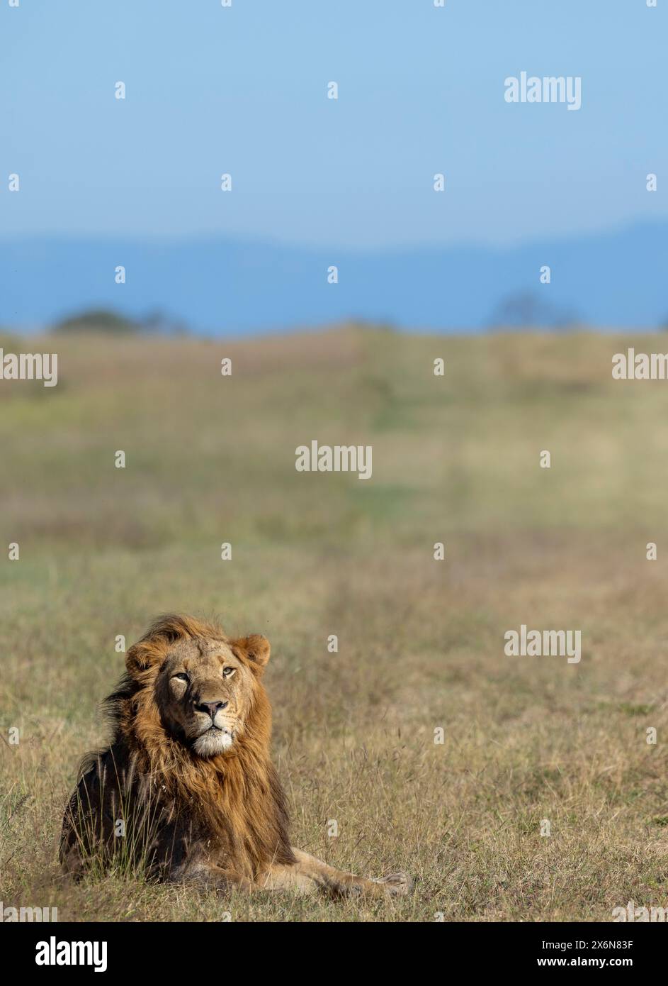 Vue panoramique d'un lion mâle adulte seul (Panthera leo) couché dans une zone ouverte Banque D'Images