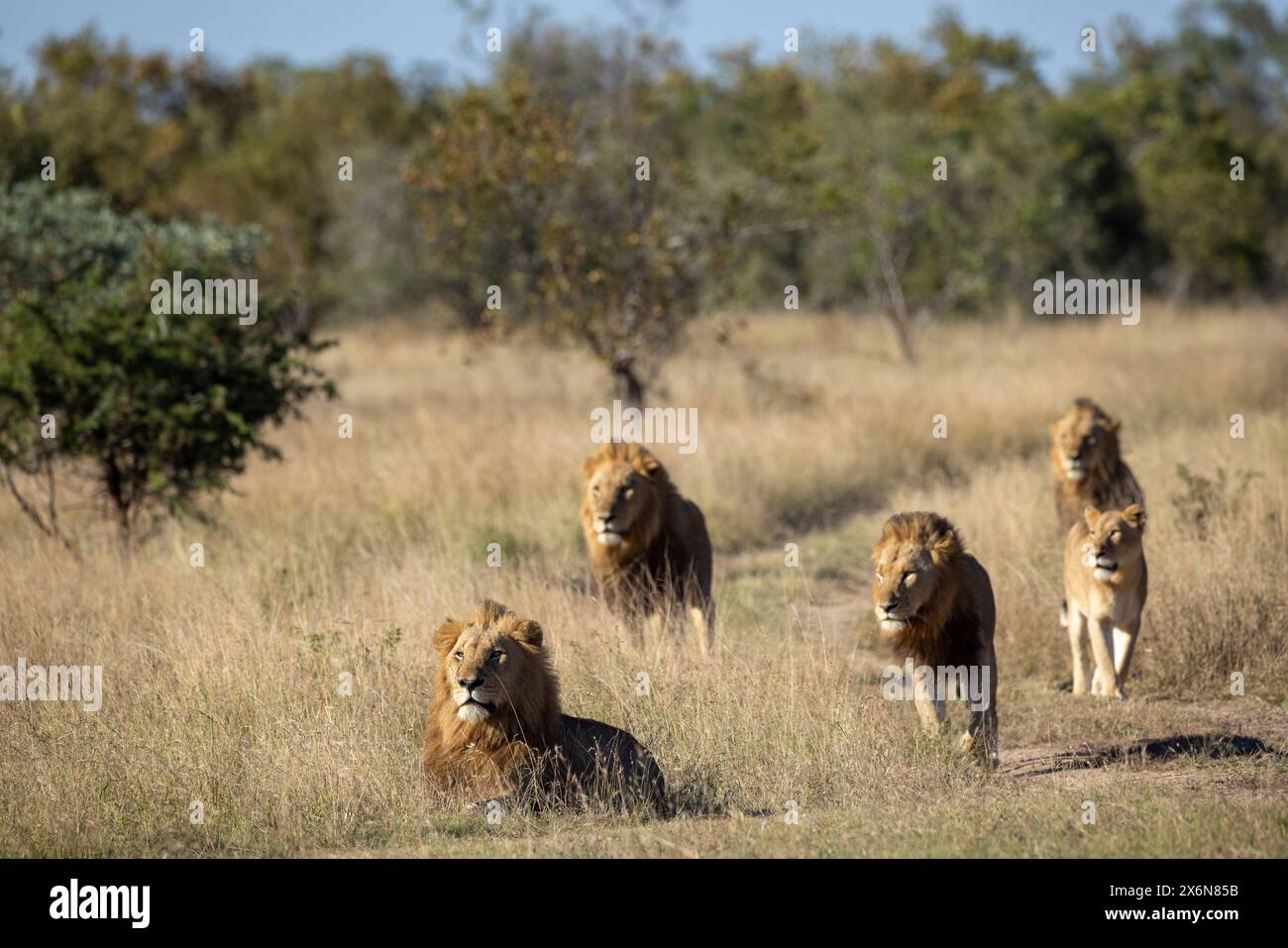Vue frontale de la fierté de quatre lions de Kambula mâles (Panthera leo) et d'une lionne en mouvement Banque D'Images