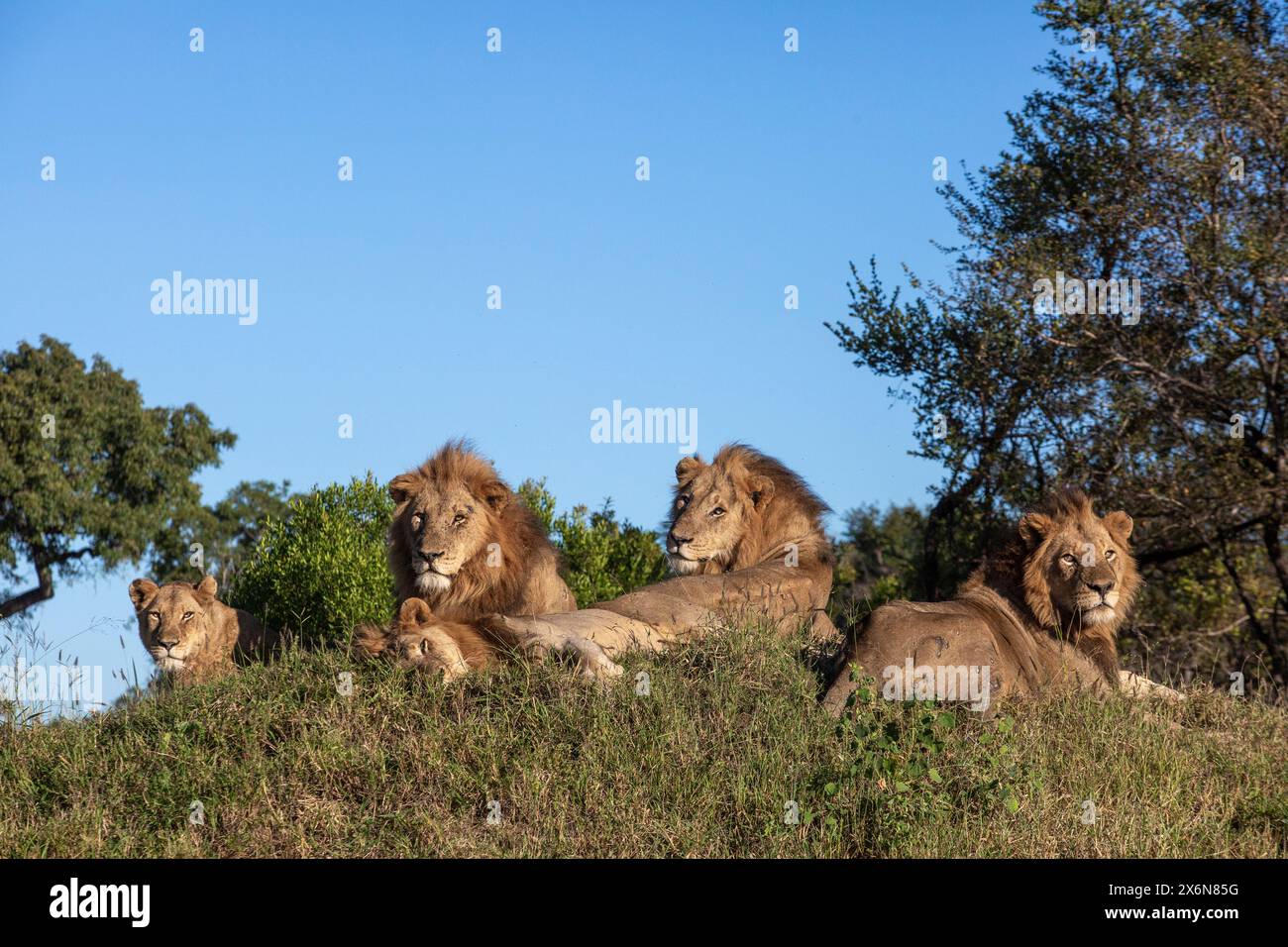Portrait photo de la fierté de quatre lions mâles adultes matures (Panthera leo) couchés sur un termitier Banque D'Images