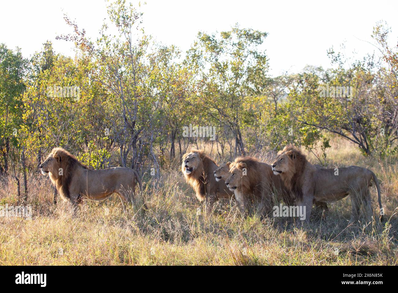 Photo stock d'une fierté de quatre lions mâles adultes et une lionne (Panthera leo) en chasse - regardant un troupeau de buffles (hors cadre) Banque D'Images