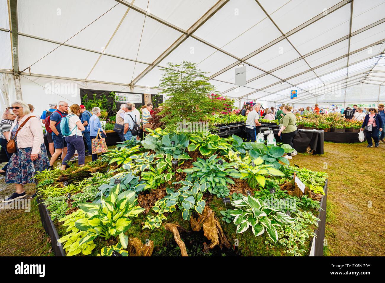 Exposition d'Hostas sur le stand Brookfield plants (médaille d'or) au Floral Marquee, RHS Malvern Spring Festival, Three Counties Showground, Malvern Banque D'Images
