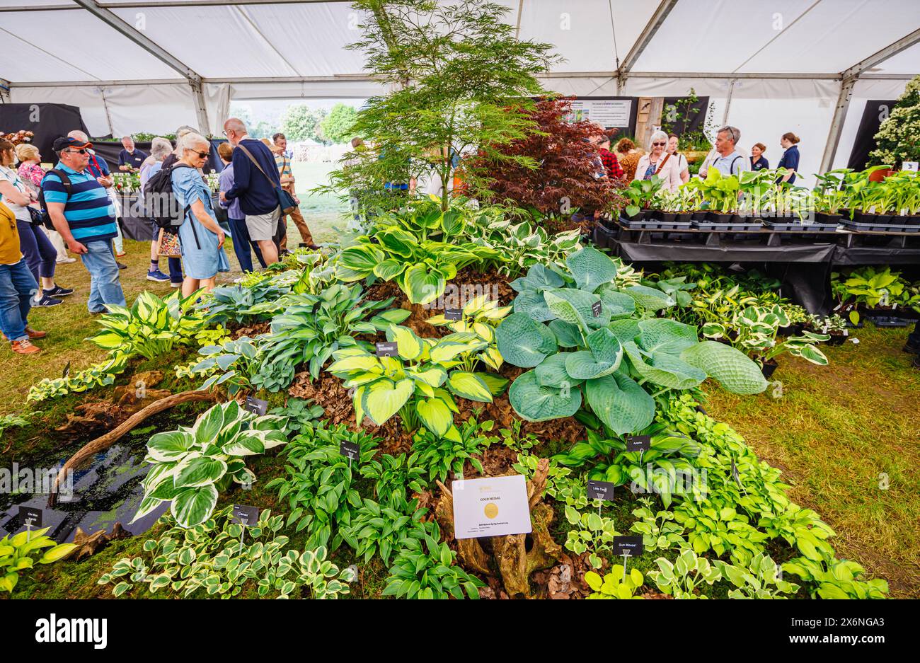 Exposition d'Hostas sur le stand Brookfield plants (médaille d'or) au Floral Marquee, RHS Malvern Spring Festival, Three Counties Showground, Malvern Banque D'Images
