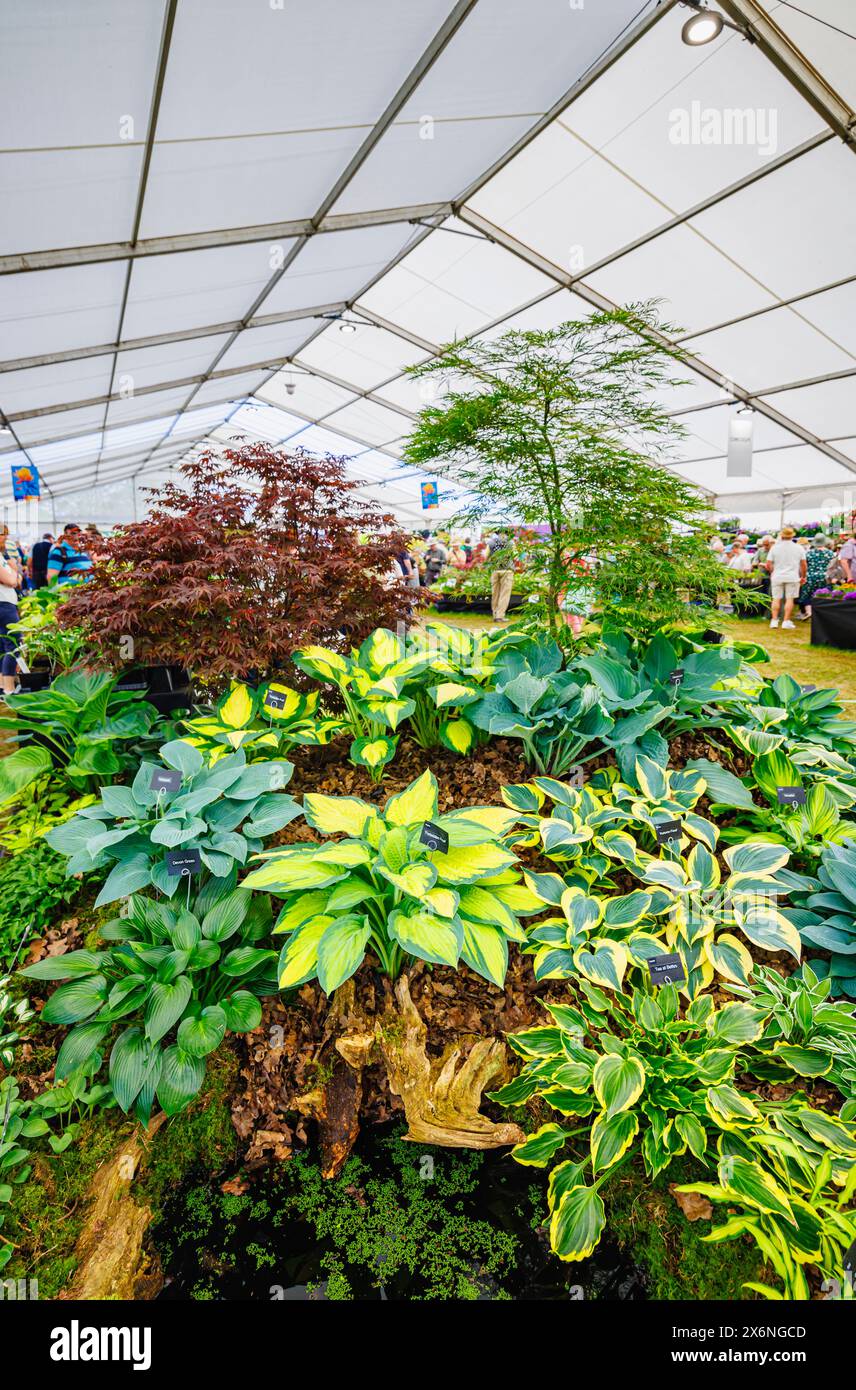 Exposition d'Hostas sur un stand dans le Floral Marquee au RHS Malvern Spring Festival au Three Counties Showground, Malvern Banque D'Images