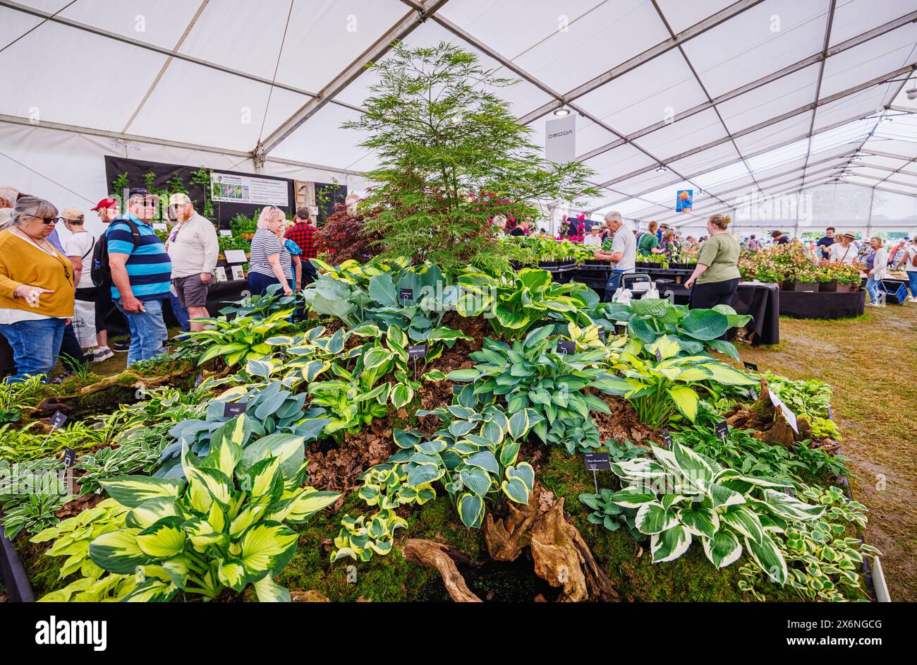 Exposition d'Hostas sur un stand dans le Floral Marquee au RHS Malvern Spring Festival au Three Counties Showground, Malvern Banque D'Images