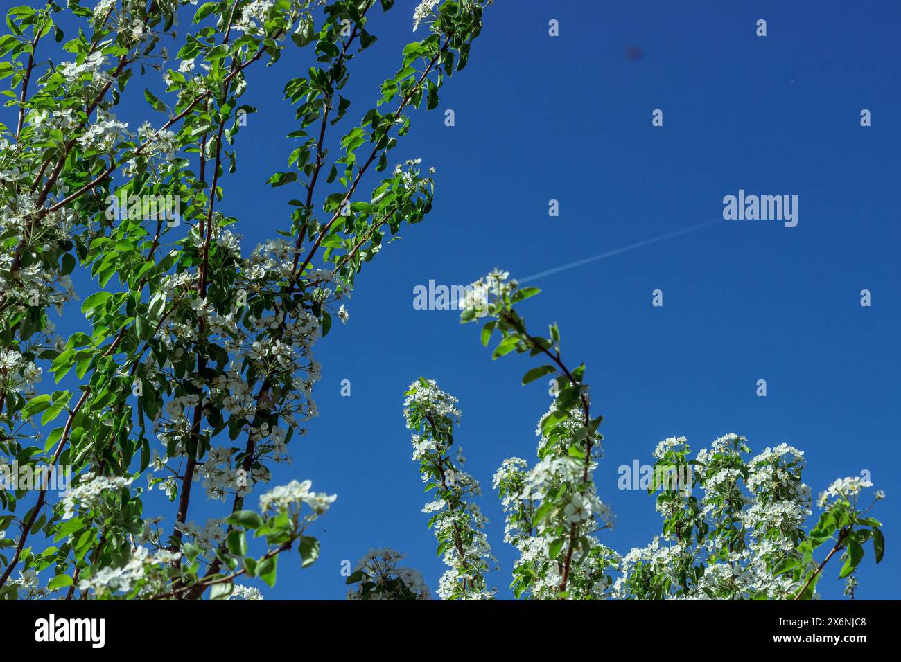 Pommier en fleur dans le jardin de printemps. Gros plan de fleurs blanches sur un arbre Banque D'Images