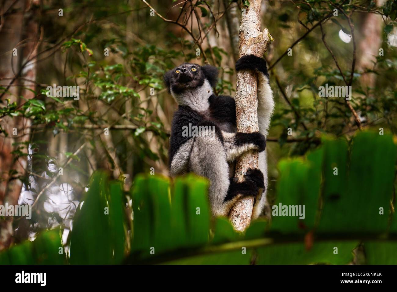 Lémurien dans l'habitat naturel. Indri indri, singe avec jeune bébé petit dans la forêt de Kirindy, Madagascar. Lémurien dans l'habitat naturel. Sifaka sur l'arbre, s Banque D'Images