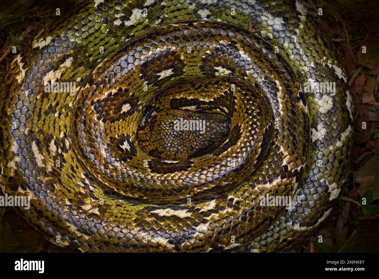 Arbre Boa, nature de la faune. Boa arbre de Madagascar, Sanzinia madagascariensis, gros serpent enroulé dans la forêt. Gros plan dans le Forerst, A Banque D'Images