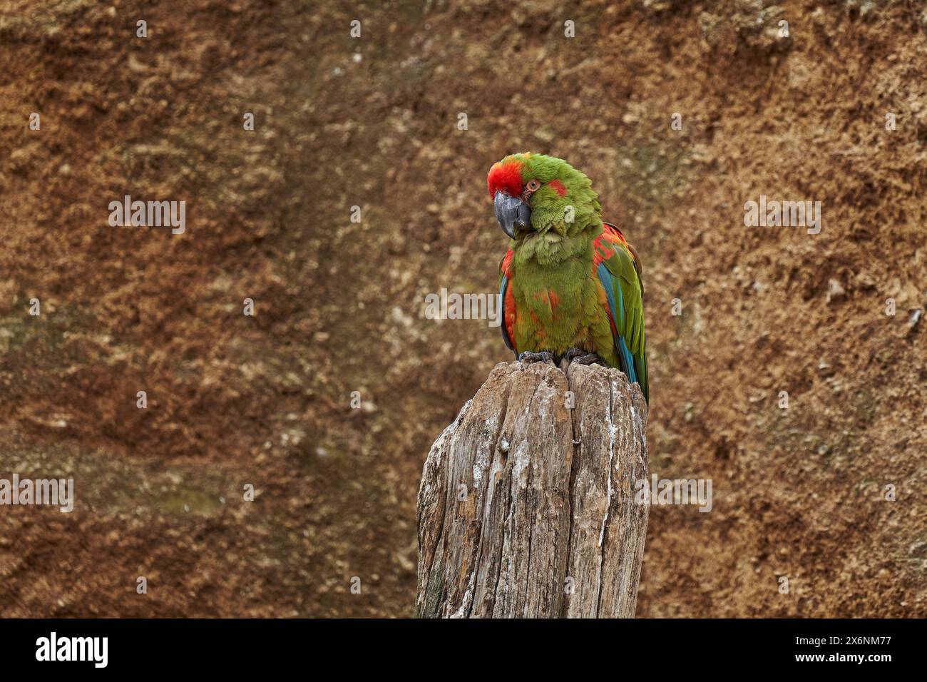 Perroquet aras à fronts rouges, Ara rubrogenys, endémique des oiseaux, région montagneuse semi-désertique de Bolivie. Espèces d'oiseaux en danger critique d'extinction tropique Sunny Day. Banque D'Images