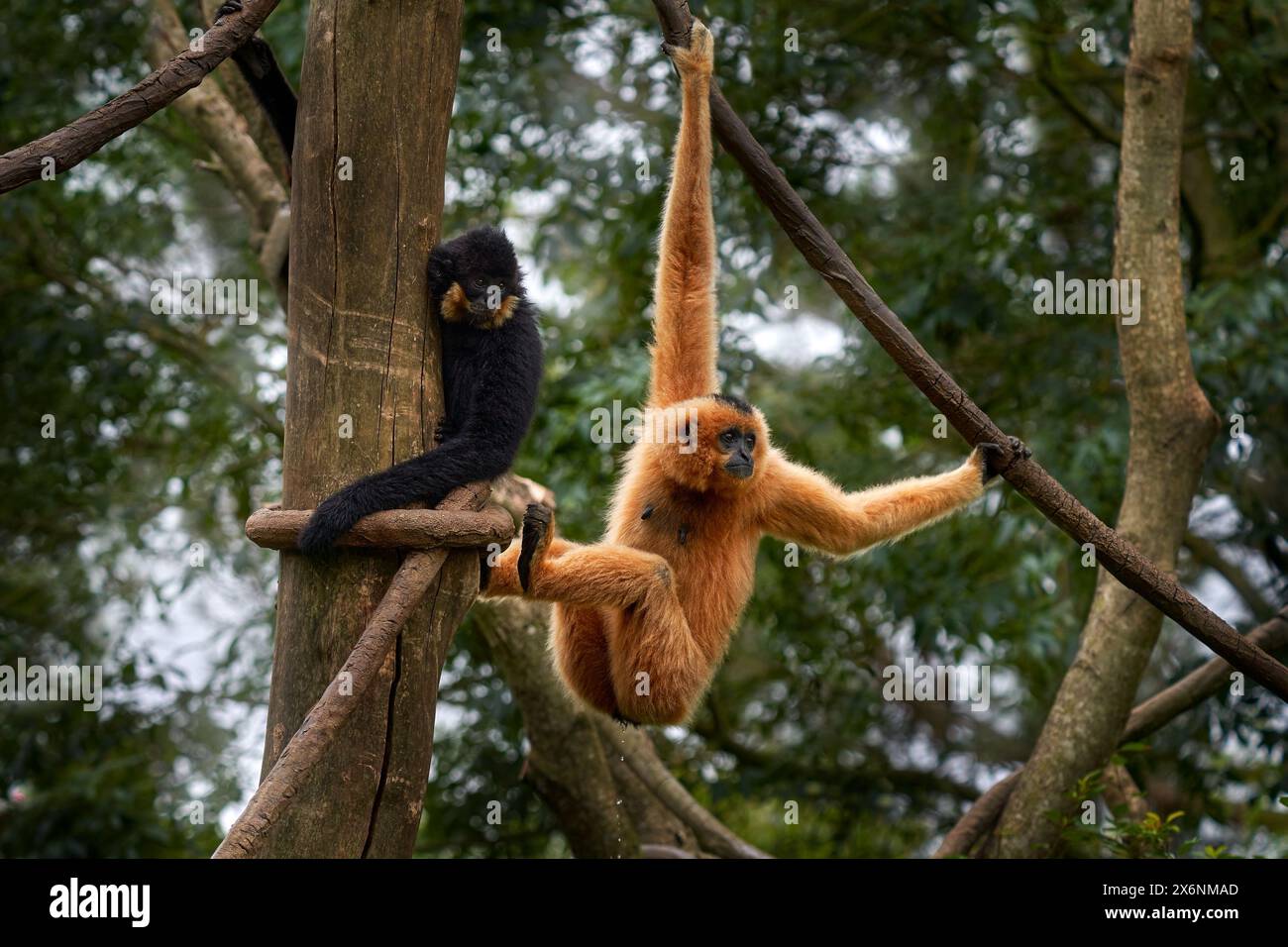 Gibbon à joues jaunes, Nomascus gabriellae, avec de la nourriture d'herbe, singe orange sur l'arbre. Gibbon dans l'habitat naturel. Singe du Cambodge, Laos, Viet Banque D'Images