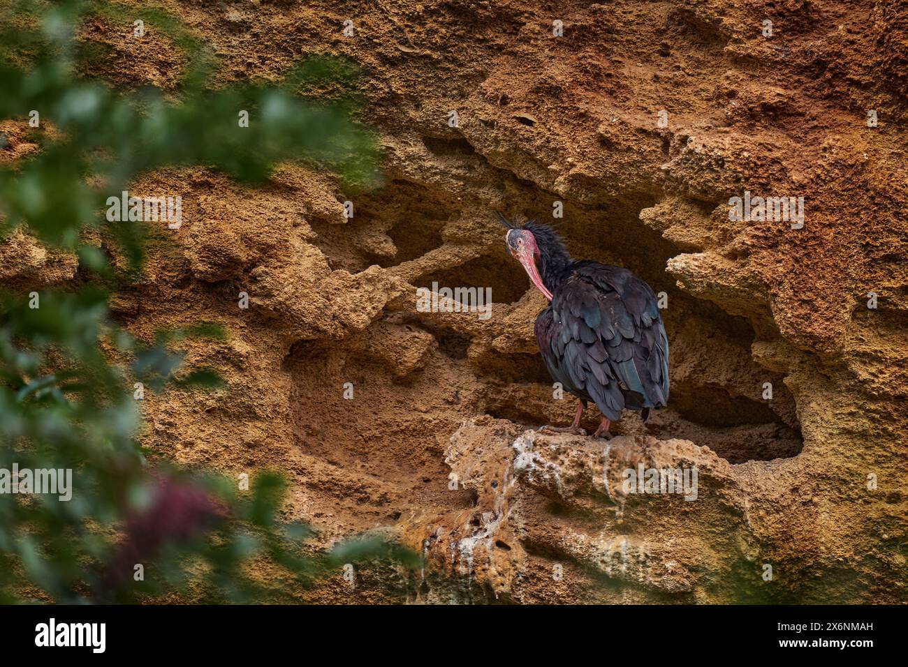 Ibis chauve du Nord, Geronticus eremita, oiseau noir avec bec rouge d'Espagne, Europe. Ibis chauve assis sur le rocher, près du nid. Animal dans l'habitude Banque D'Images