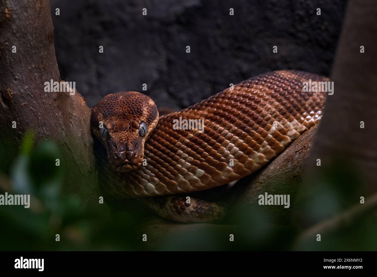 Python à grande échelle, Morelia carinata, serpent à grande échelle, espèce endémique d'Australie. Serpent brun dans l'habitat naturel. Python assis sur le son Banque D'Images