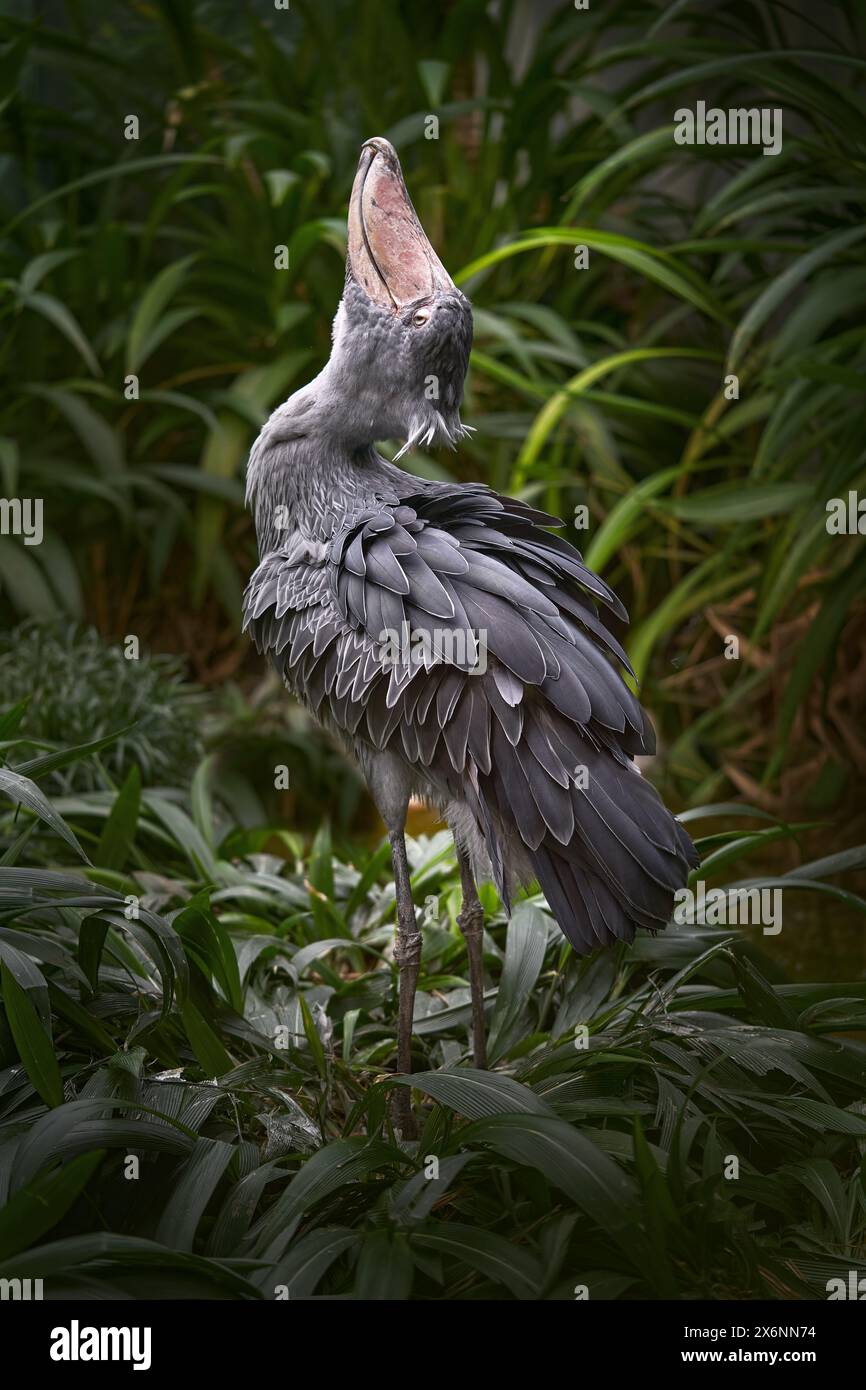Faune ougandaise. Shoebill, Balaeniceps rex, caché dans la végétation verdoyante. Portrait de grand oiseau à bec, marais vert. Observation des oiseaux en Afrique. Mystique b Banque D'Images
