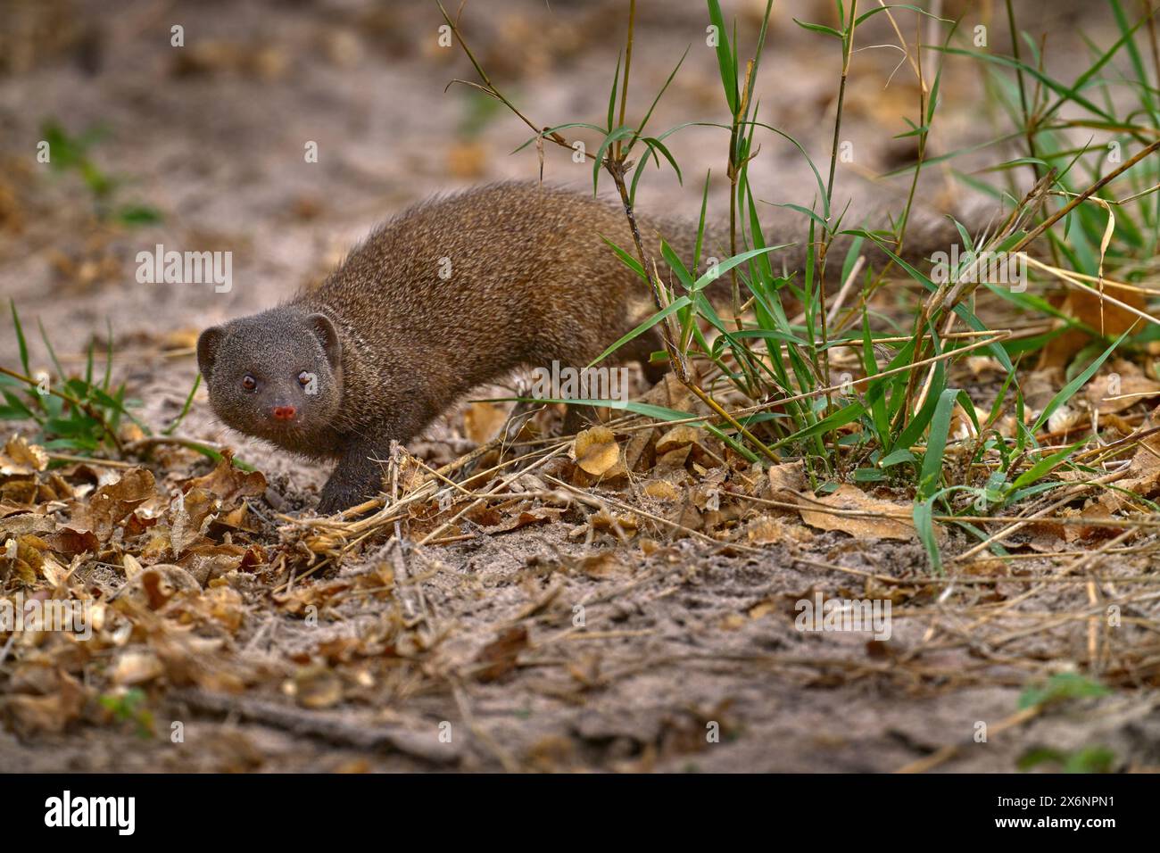 Mangouste naine, Helogale parvula, couple d'animaux près du nid de trou, delta de l'Okavango au Botswana. Mongoose dans l'habitat naturel, Afrique. Nature Wildli Banque D'Images