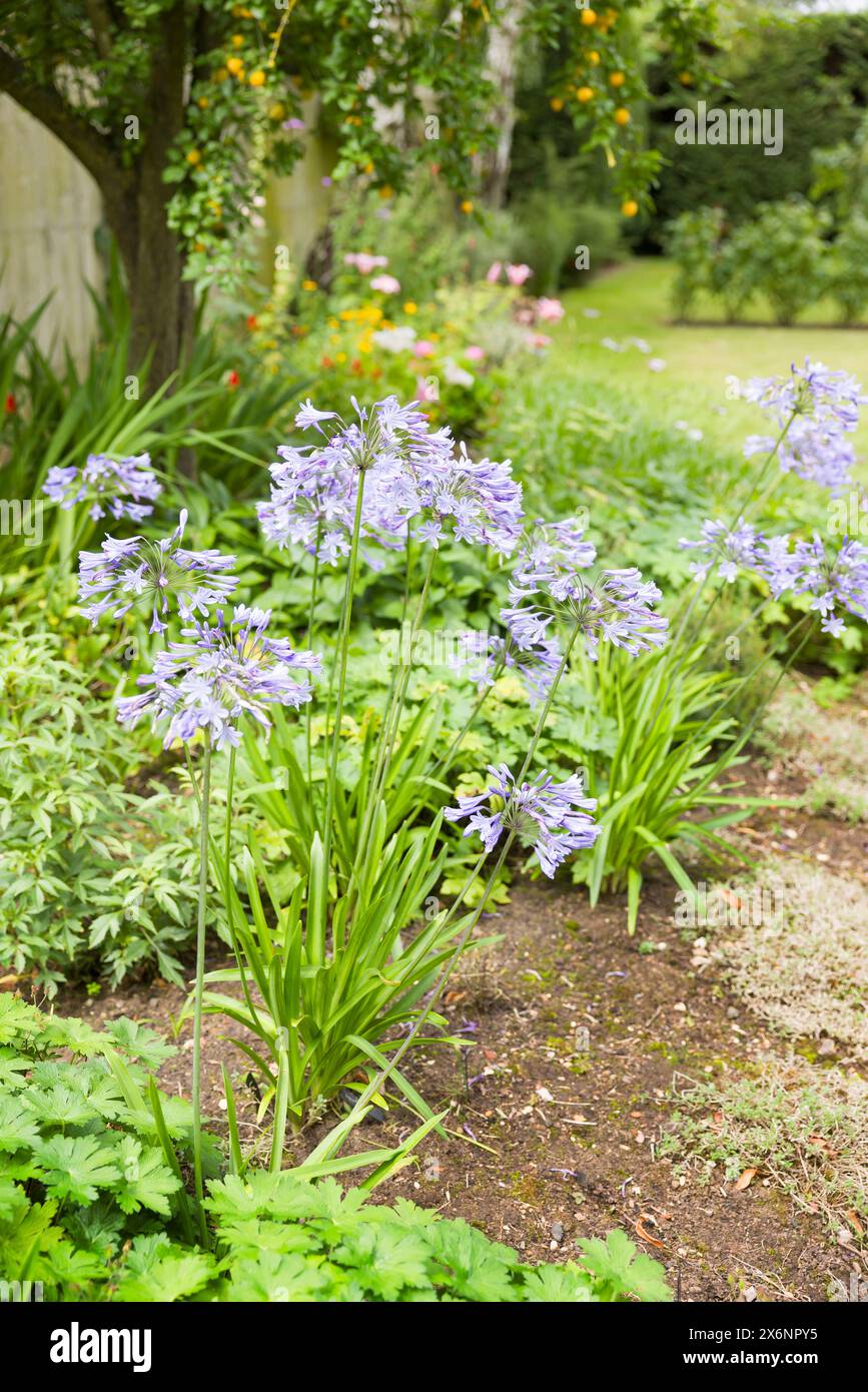 Plante Blue Agapanthus (lis africain) poussant dans le parterre de fleurs de jardin anglais, Royaume-Uni Banque D'Images