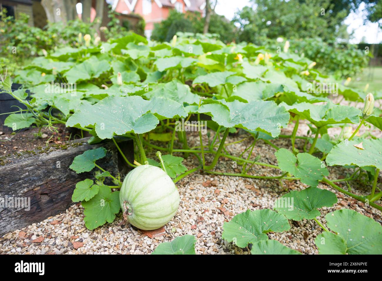 Courge d'hiver Crown Prince poussant dans un potager en été, Royaume-Uni. Grande maison de campagne anglaise en arrière-plan Banque D'Images