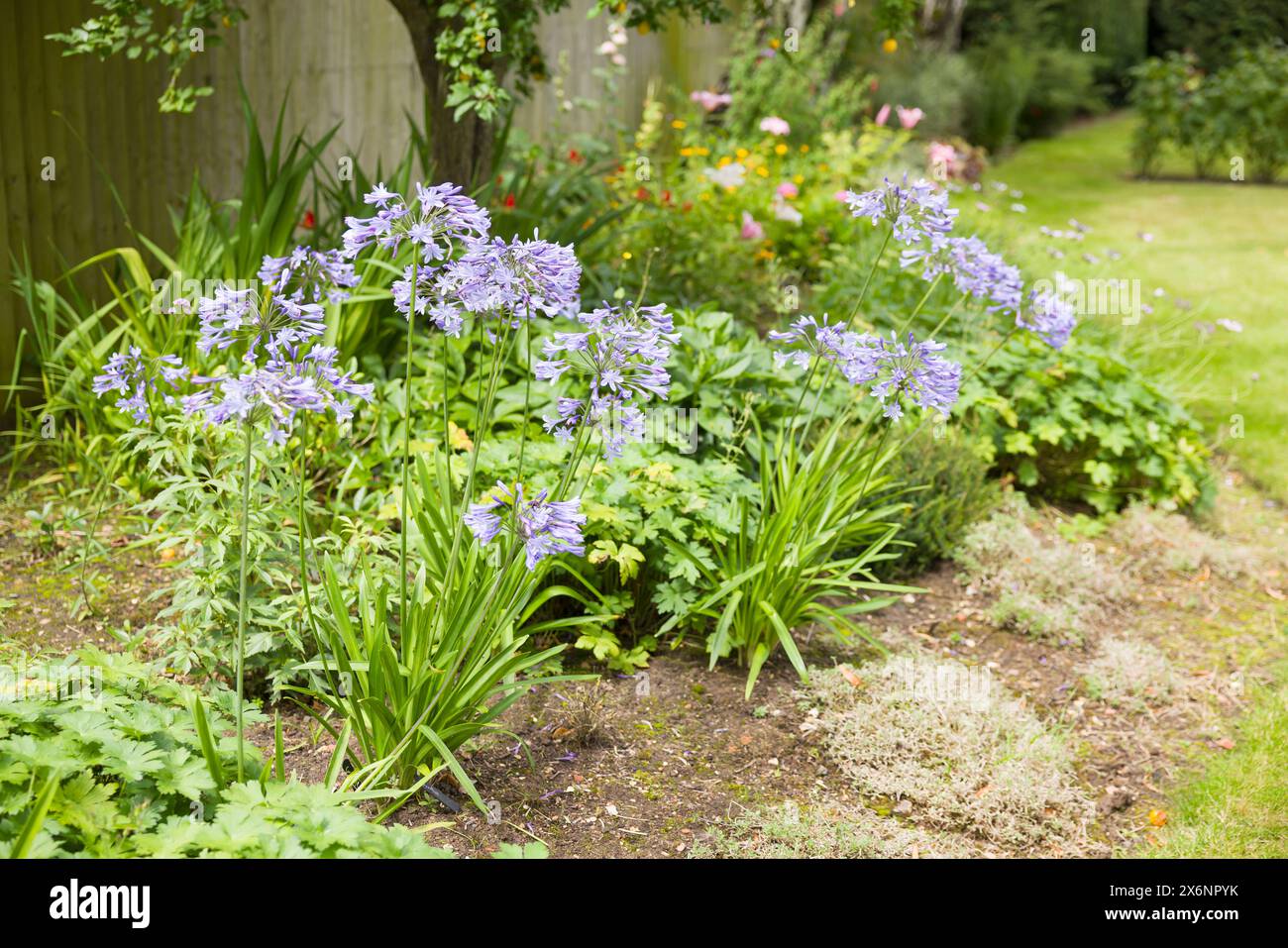 Plante Blue Agapanthus (lis africain) poussant dans le parterre de fleurs de jardin anglais, Royaume-Uni Banque D'Images