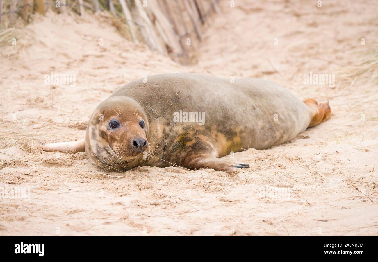 Jeune phoque gris femelle seul sur une plage de sable en hiver. Horsey Gap, Norfolk, Royaume-Uni Banque D'Images