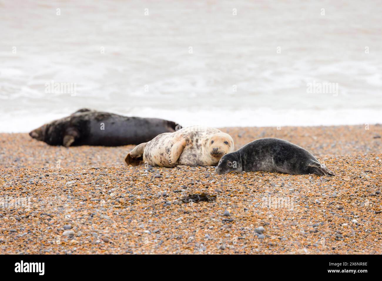 Phoques gris sur une plage. Colonie de phoques gris (Halichoerus grypus) en hiver sur la côte du Norfolk, Royaume-Uni Banque D'Images