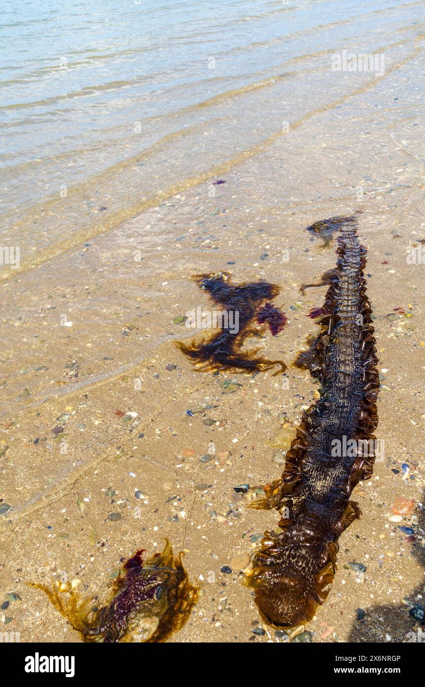 Le varech à sucre ou Saccharina latissima a échoué sur la plage du comté de Seapark en Irlande du Nord également connu sous le nom de Devils Apron Banque D'Images